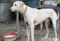 细狗视频,揭秘网络红人背后的故事