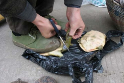 甲鱼宰杀视频,传统烹饪技艺的传承与反思